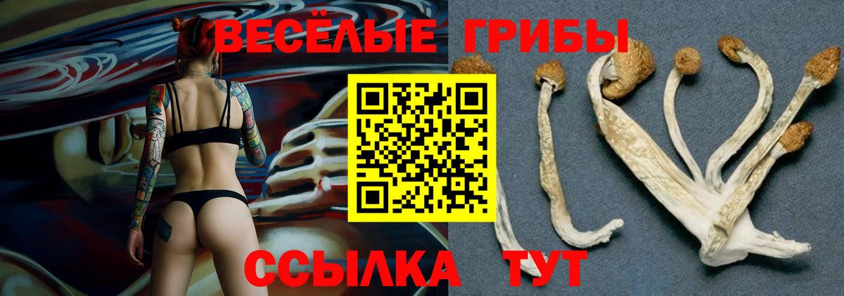 Братск  Галлюциногенные грибы прущие грибы  Вход с VPN 